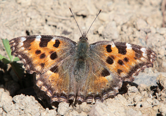 Nymphalis polychloros?